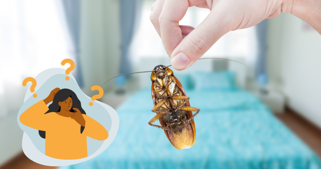Traitement des blattes et des cafards dans votre logement