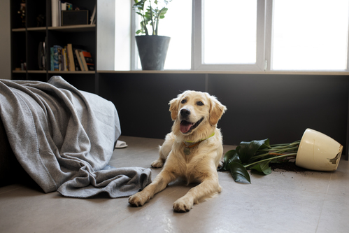 Des animaux de bonne compagnie !